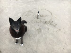 Hund am Strand mit Edelstahlflasche